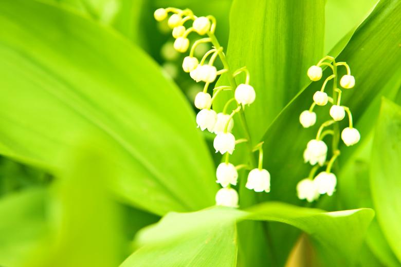 Free stock image of White Flower on Green created by 2happy