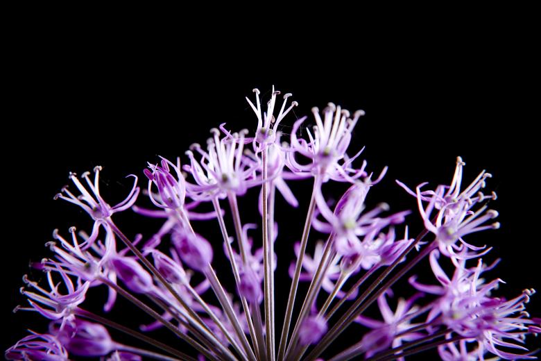 Free stock image of Purple flower created by 2happy