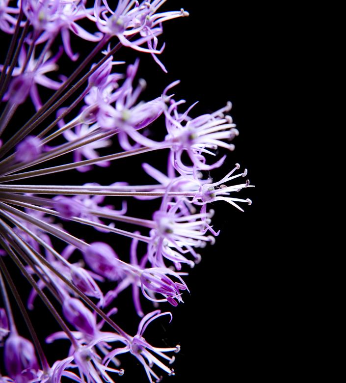 Free stock image of Purple Flower Close-Up created by 2happy