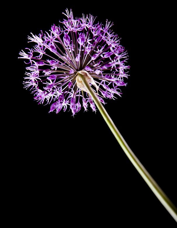 Free stock image of Delicate Flower created by 2happy