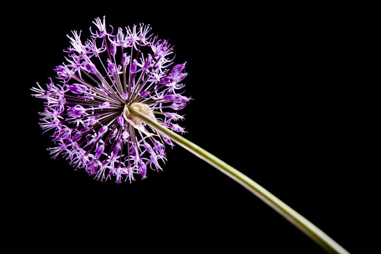 Free stock image of Purple Flower on Black created by 2happy