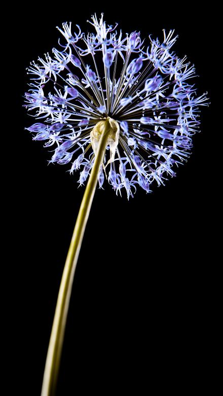 Free stock image of Blue flower close-up created by 2happy