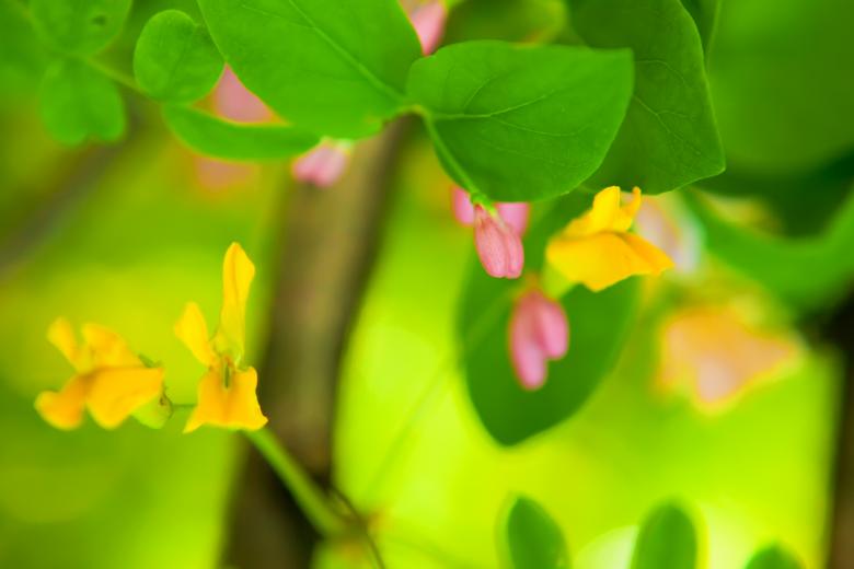 Free stock image of Yellow and Pink Flowers created by 2happy