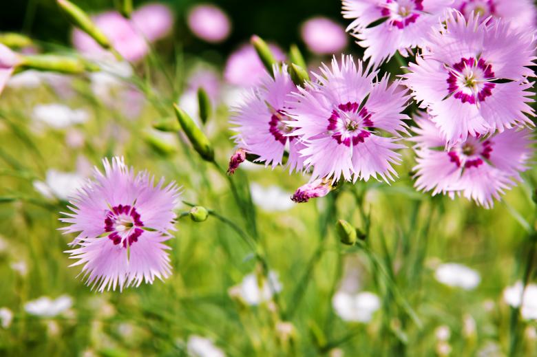 Free stock image of Purple Small Flowers created by 2happy