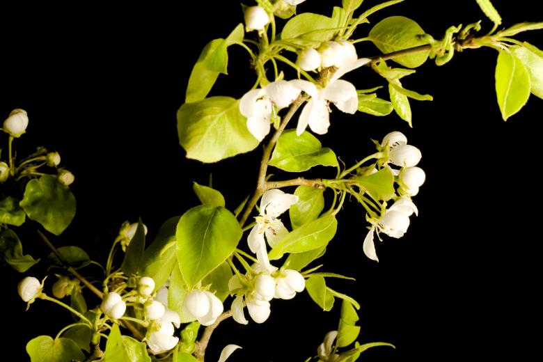 Free stock image of White Flower and Green Leaves created by 2happy