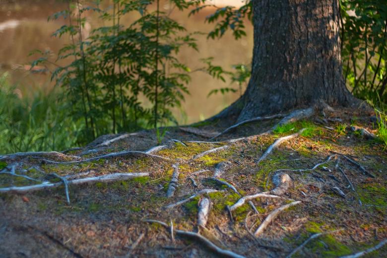 Free stock image of roots created by 2happy