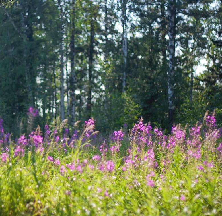 Free stock image of scene of nature created by 2happy