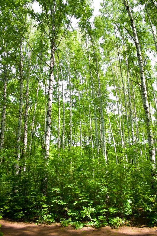 Free stock image of forest created by 2happy