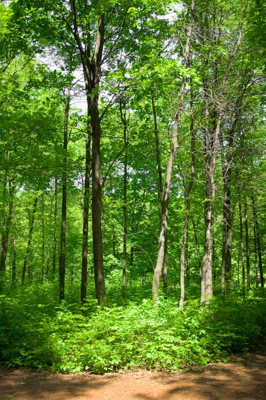 Free stock image of forest created by 2happy