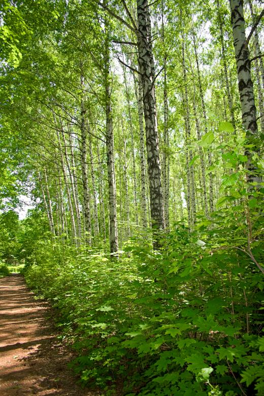 Free stock image of forest created by 2happy