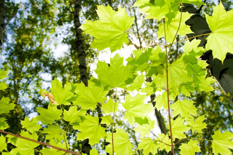 Free stock image of scene of nature created by 2happy