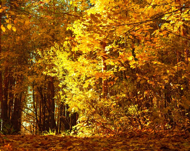 Free stock image of scene of nature created by 2happy