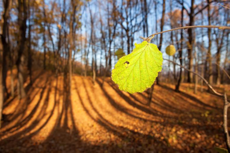 Free stock image of Leaf created by 2happy