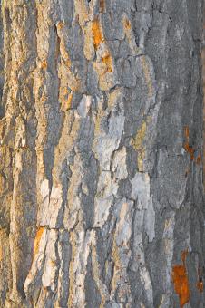 Free Stock Photo of backdrop