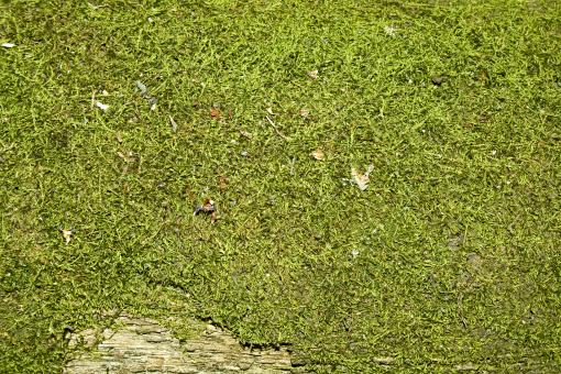 Free Stock Photo of backdrop