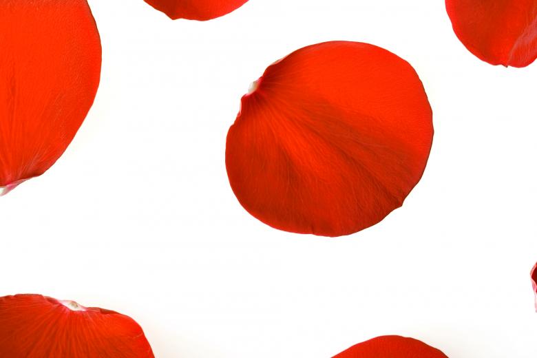Free stock image of rose petals created by 2happy