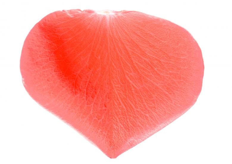 Free stock image of rose petal created by 2happy
