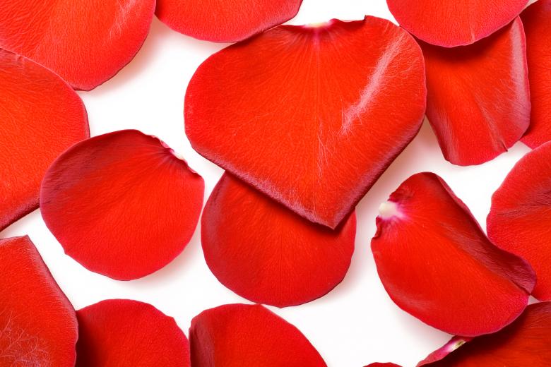 Free stock image of rose petals created by 2happy