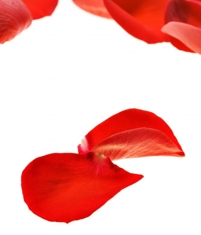 Free stock image of rose petals created by 2happy