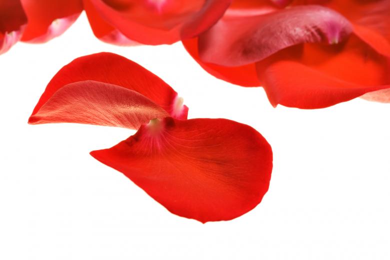 Free stock image of rose petals created by 2happy