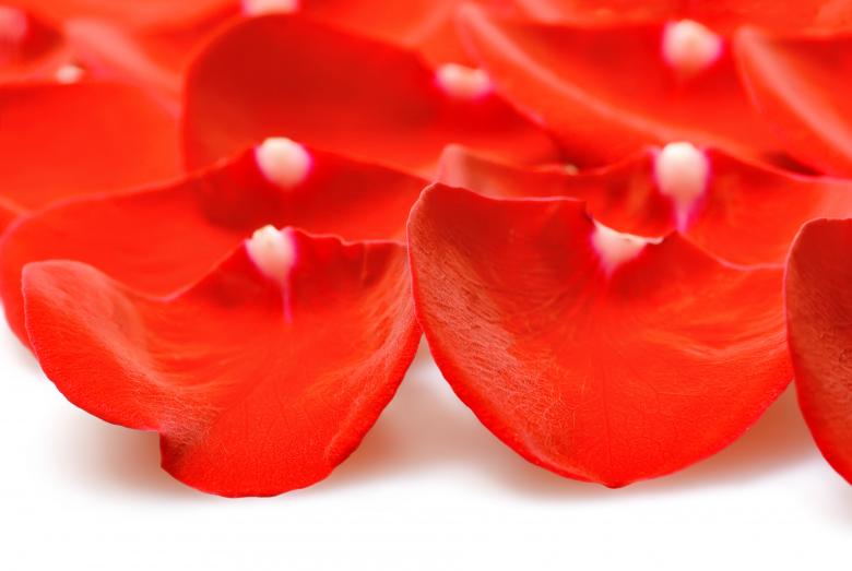 Free stock image of rose petals created by 2happy