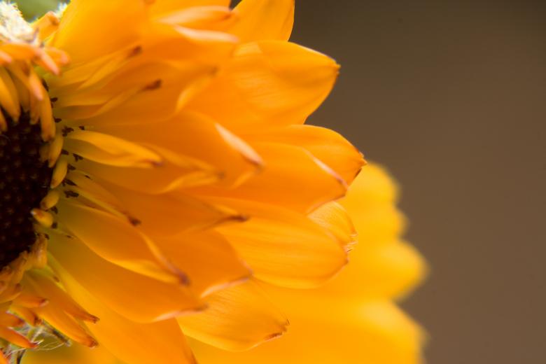 Free stock image of flower created by 2happy