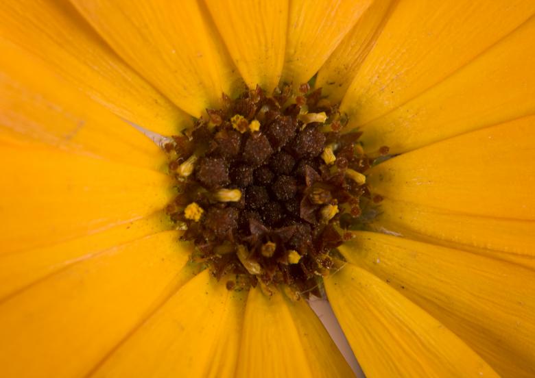 Free stock image of flower created by 2happy