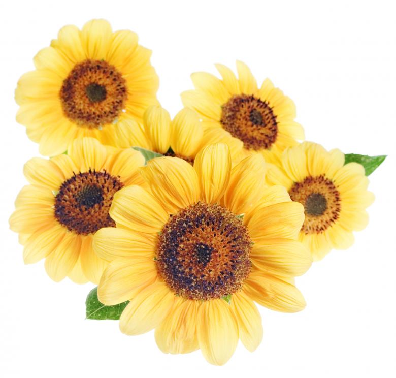 Free stock image of flowers created by 2happy
