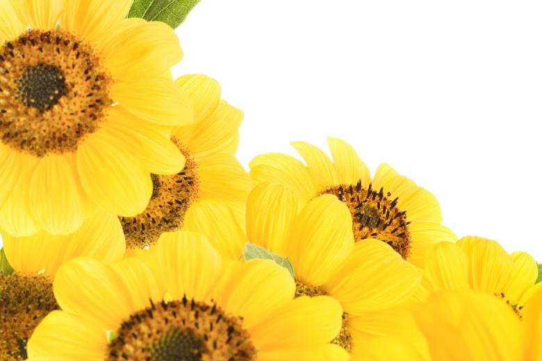 Free stock image of Flowers created by 2happy