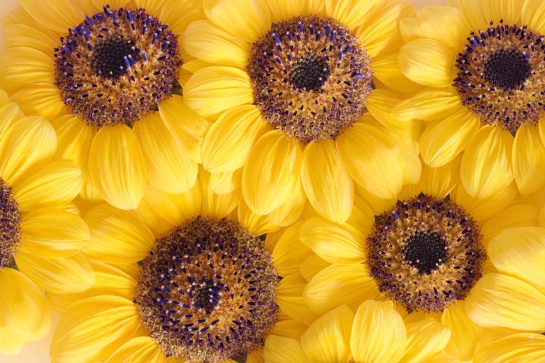 Free stock image of flowers created by 2happy