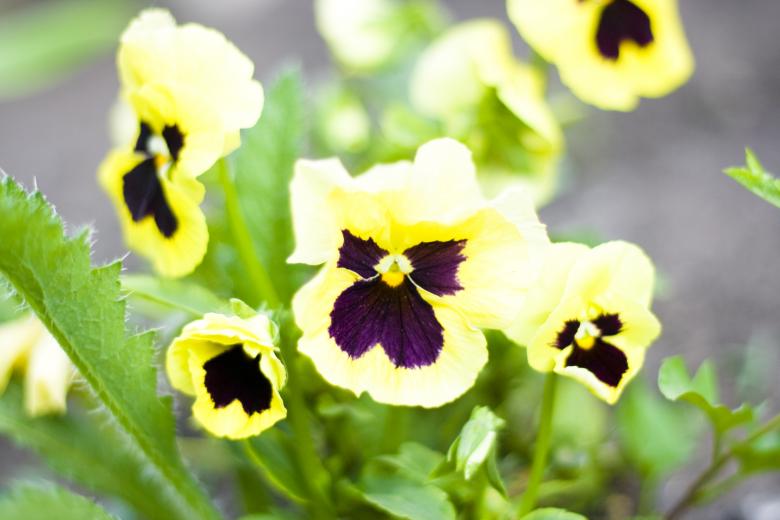 Free stock image of flowers created by 2happy