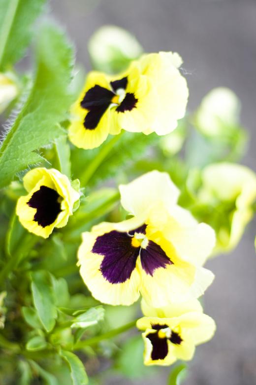 Free stock image of flowers created by 2happy
