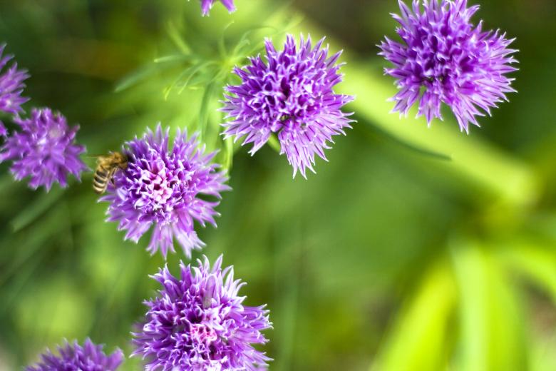 Free stock image of flowers created by 2happy