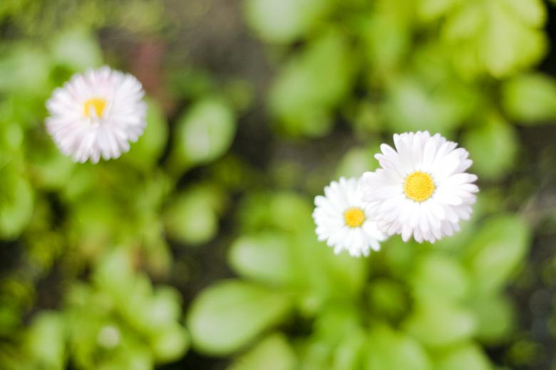 Free stock image of flowers created by 2happy