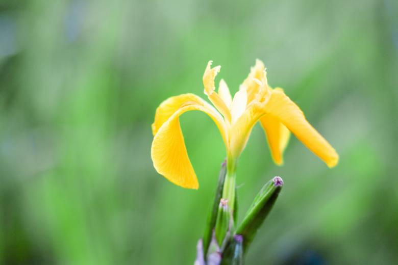 Free stock image of flower created by 2happy