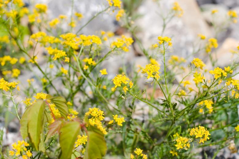 Free stock image of flowers created by 2happy