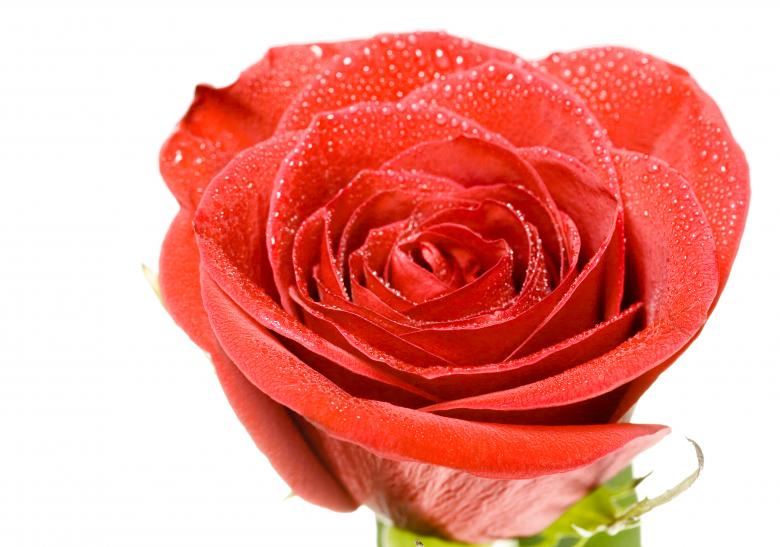 Free stock image of flower created by 2happy