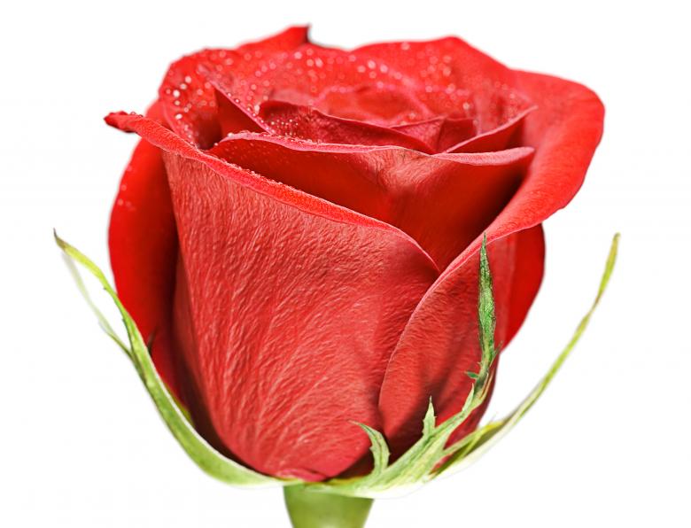 Free stock image of flower created by 2happy