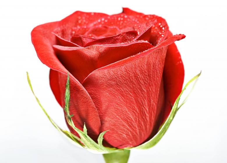 Free stock image of flower created by 2happy