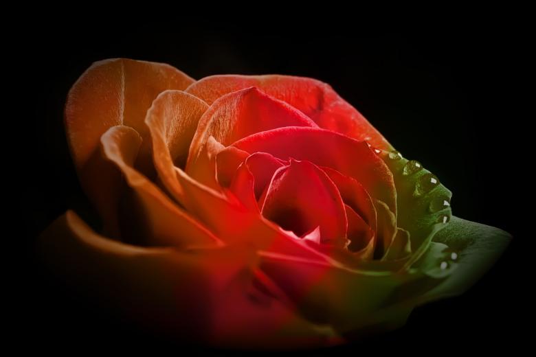 Free stock image of flower created by 2happy