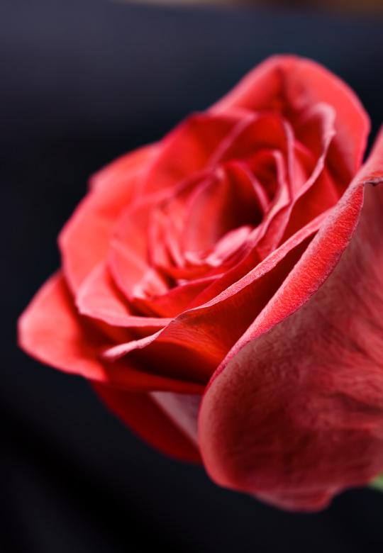 Free stock image of flower created by 2happy