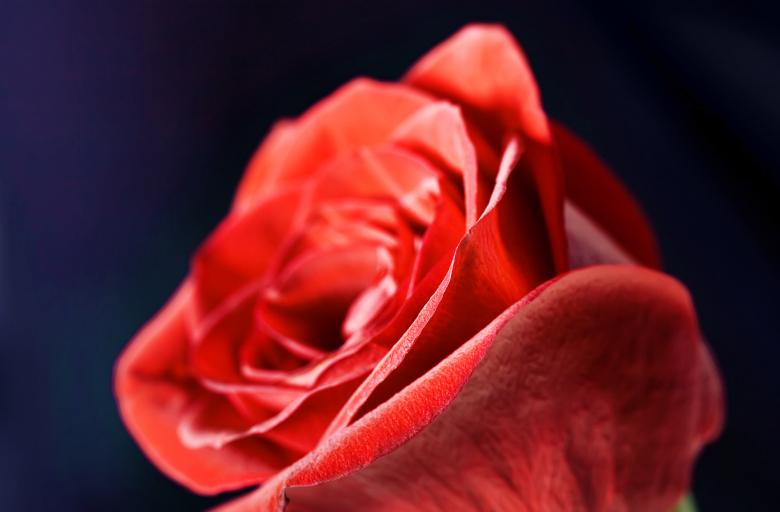 Free stock image of flower created by 2happy