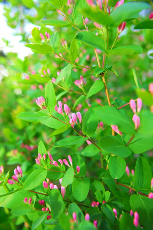 Free stock image of flowers created by 2happy