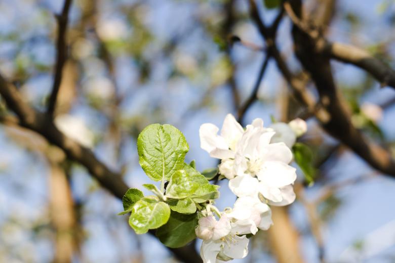 Free stock image of flower created by 2happy