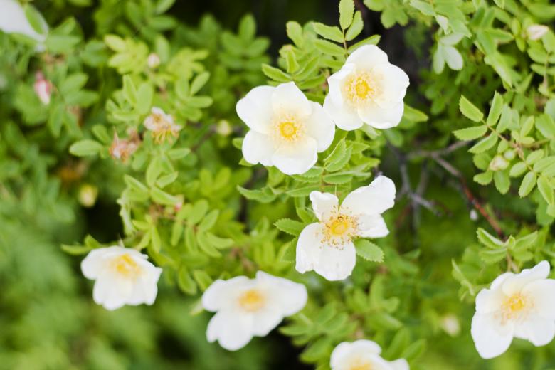 Free stock image of flowers created by 2happy