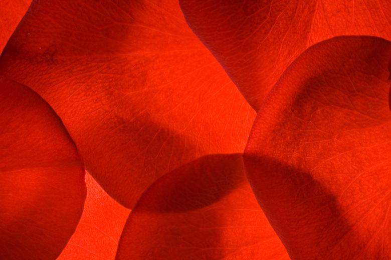 Free stock image of rose petals created by 2happy