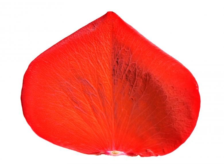 Free stock image of rose petals created by 2happy