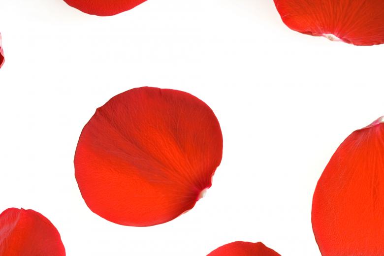 Free stock image of rose petals created by 2happy