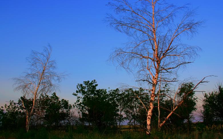 Free stock image of tree created by 2happy