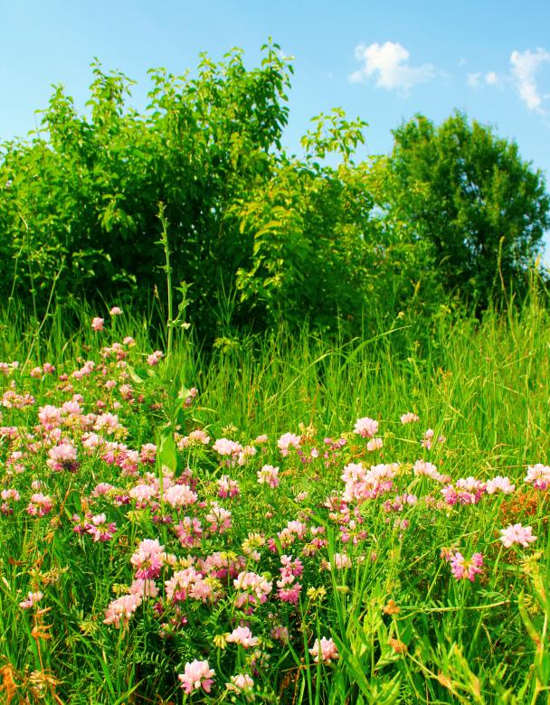 Free stock image of flowers created by 2happy